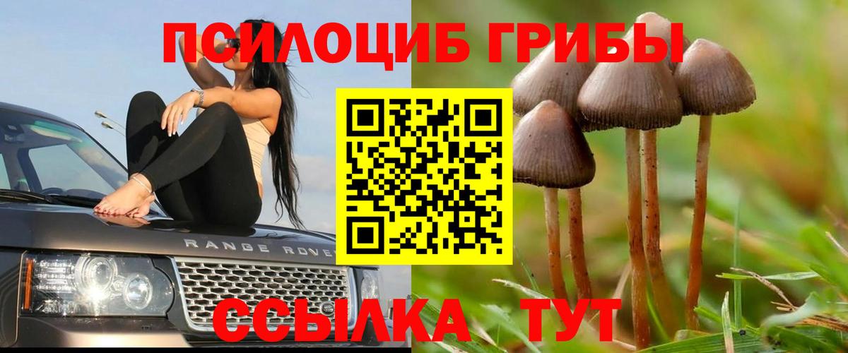 Галлюциногенные грибы Psilocybine cubensis Моздок